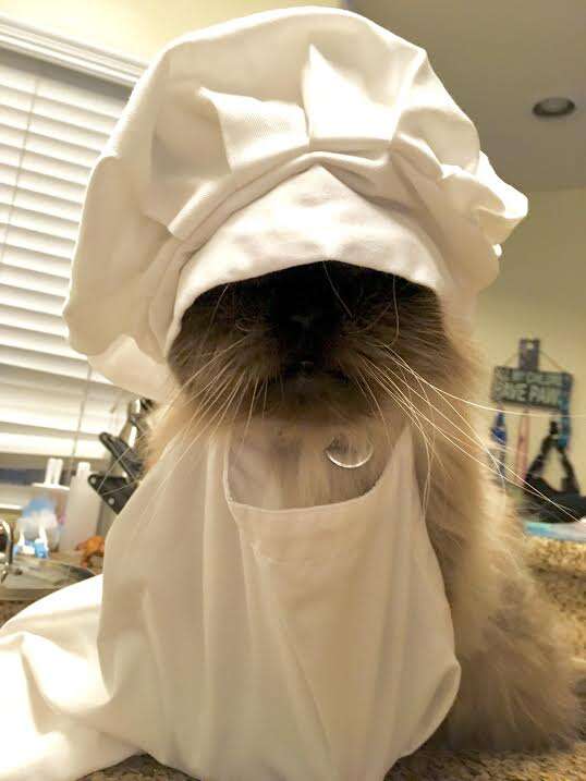 Senior cat in baker's outfit