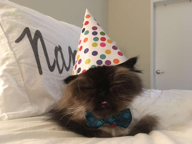 Rescue cat wearing party hat