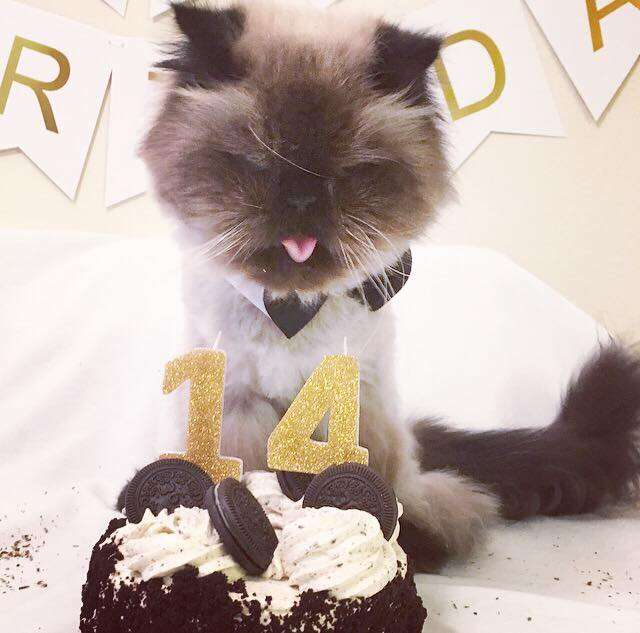 Birthday cake for senior cat