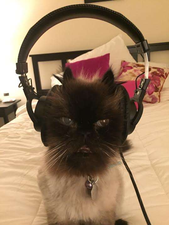 Rescue cat wearing earphones