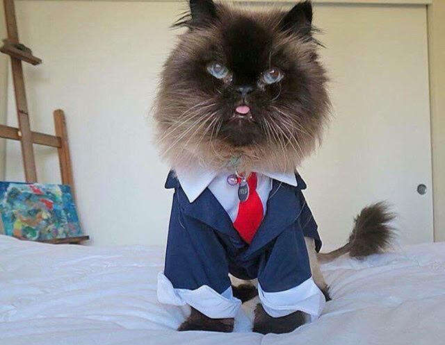 Senior cat in cute outfit
