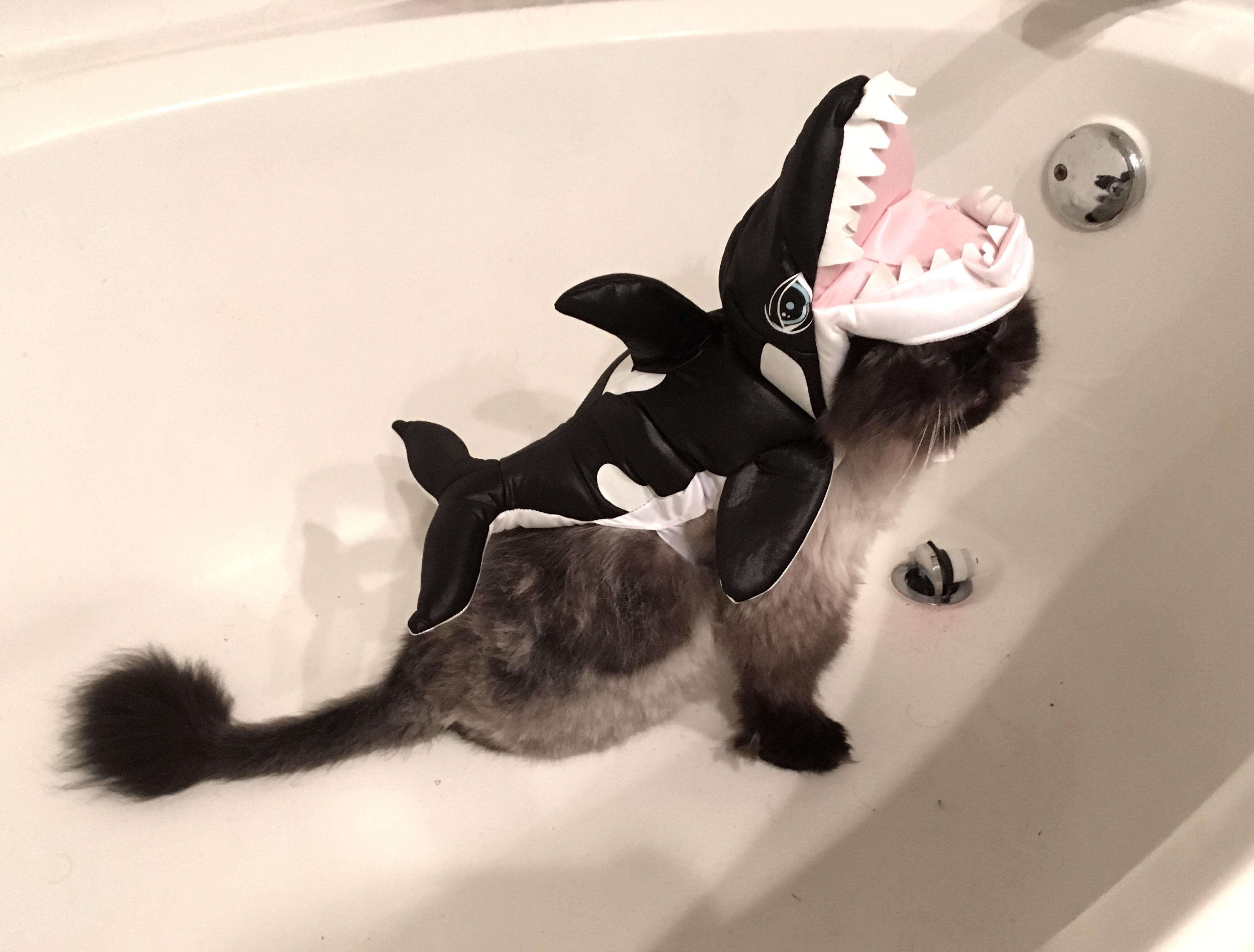 Rescue cat in orca outfit