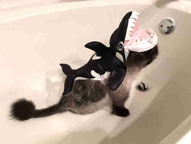 jelly cat orca