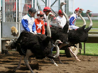 Ostrish Racing Ostriches to Watch at Extreme Race Day - Entertainment - Thrillist ...