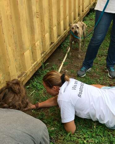 Stray dog leads rescuers to shipping container