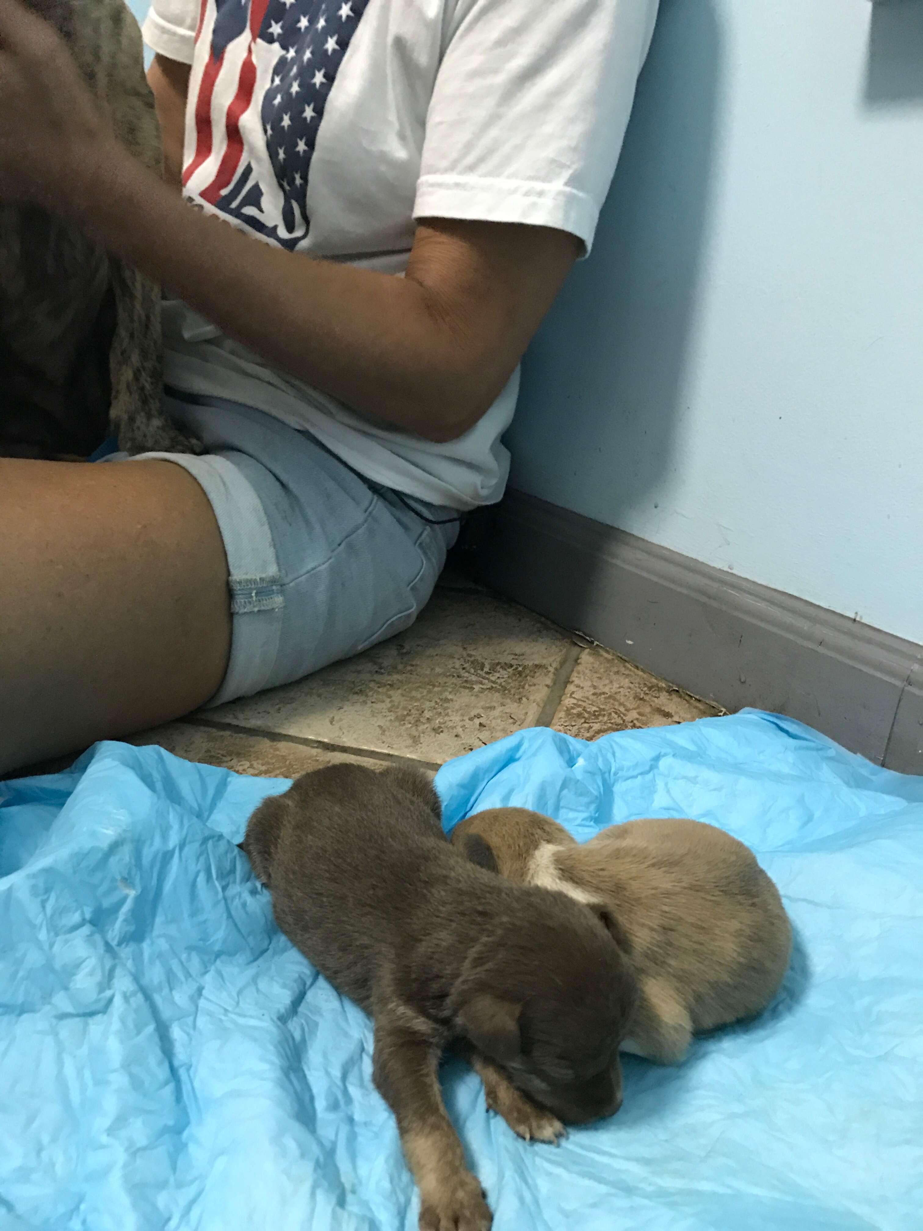 Rescued puppies in Puerto Rico