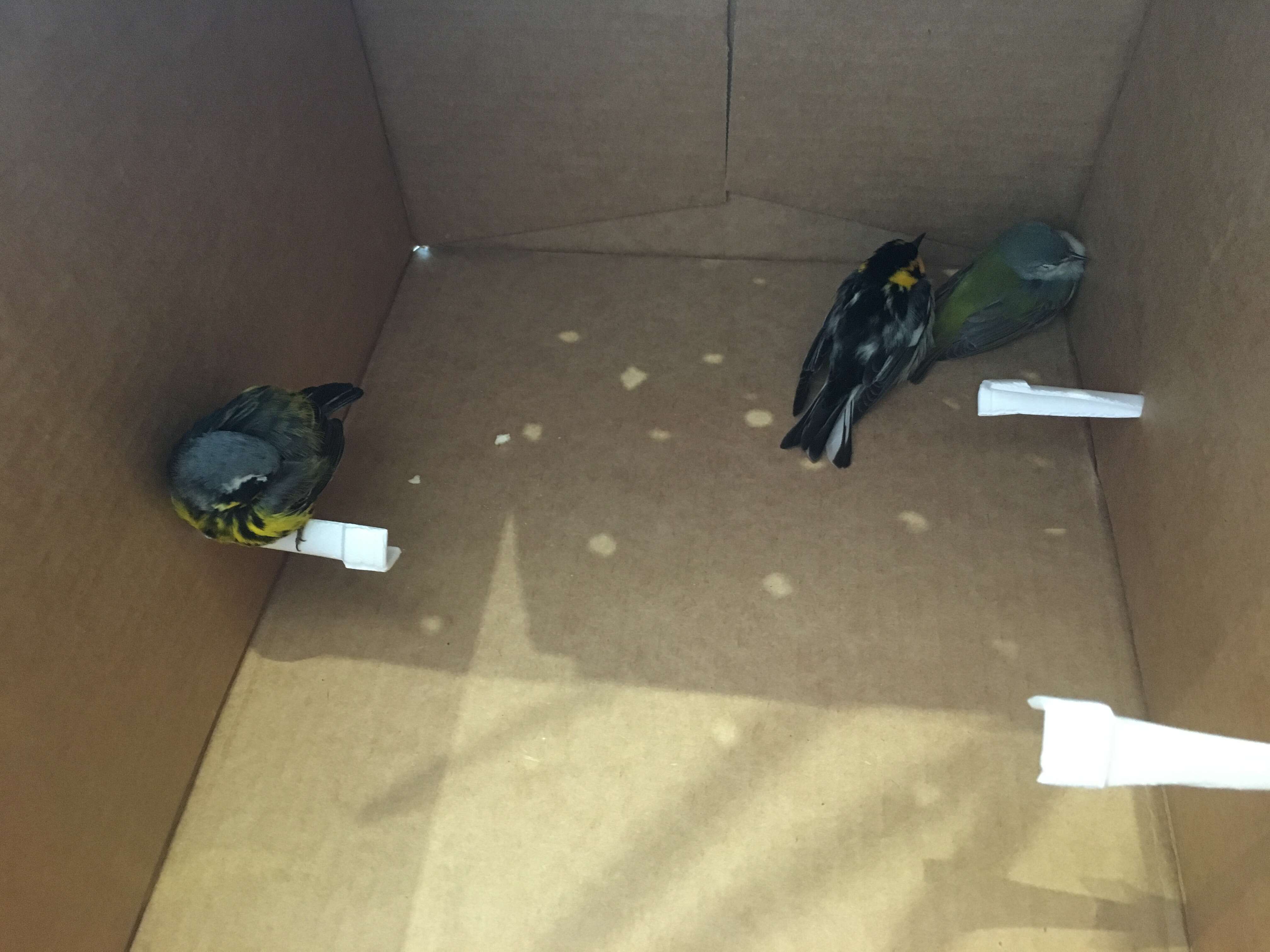 Three surviving birds