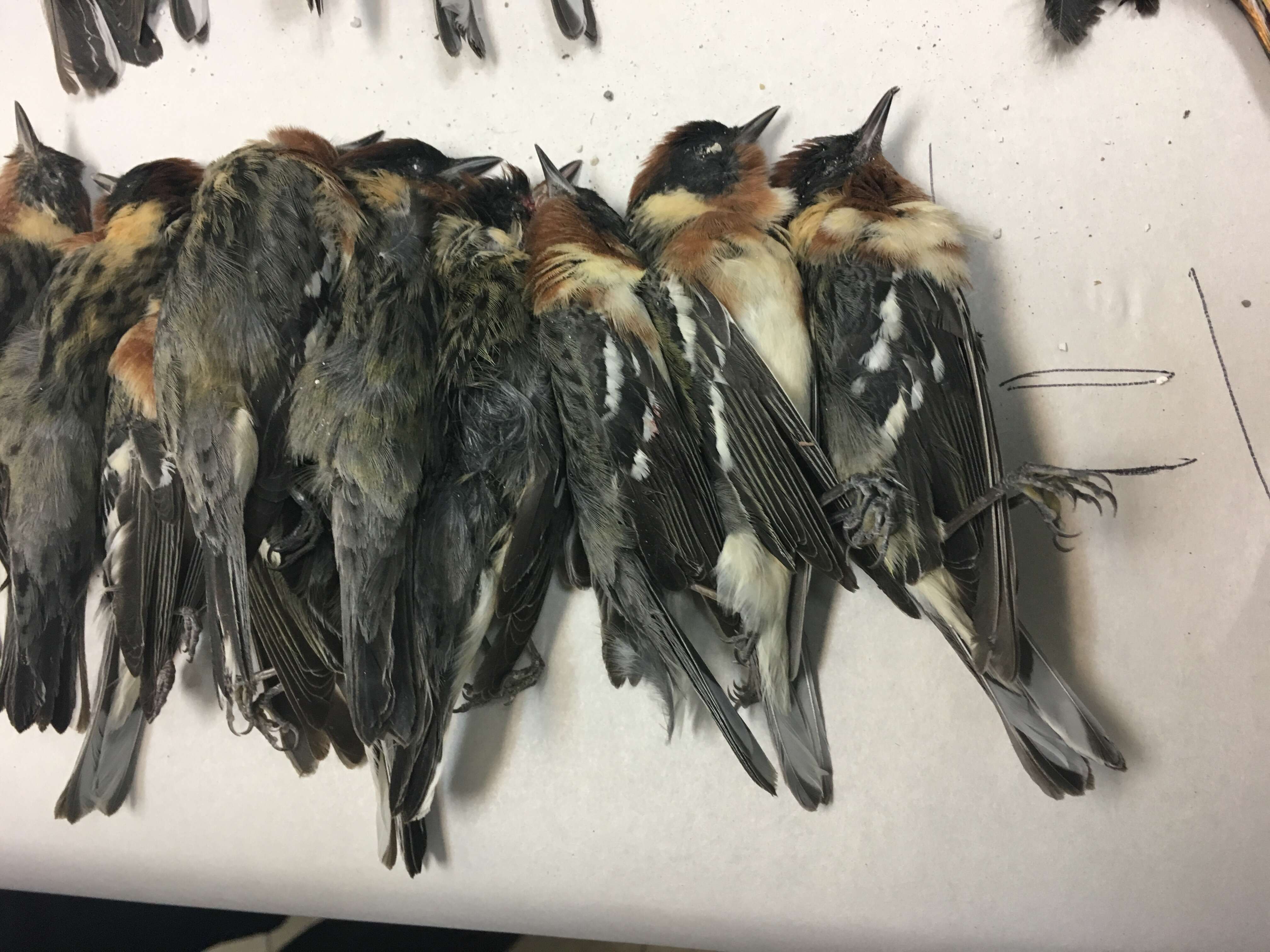 Dead migratory birds