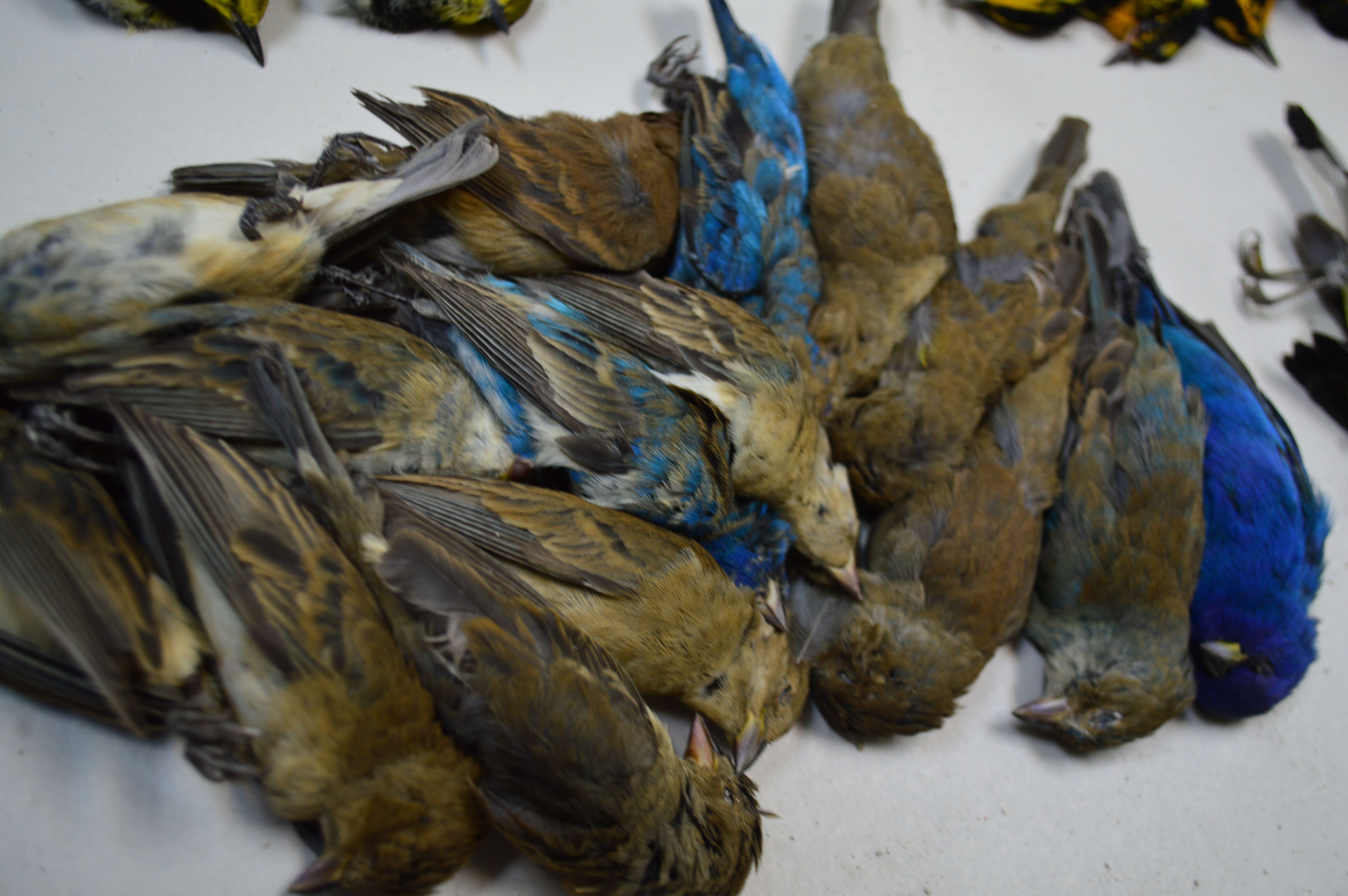 Dead migratory birds