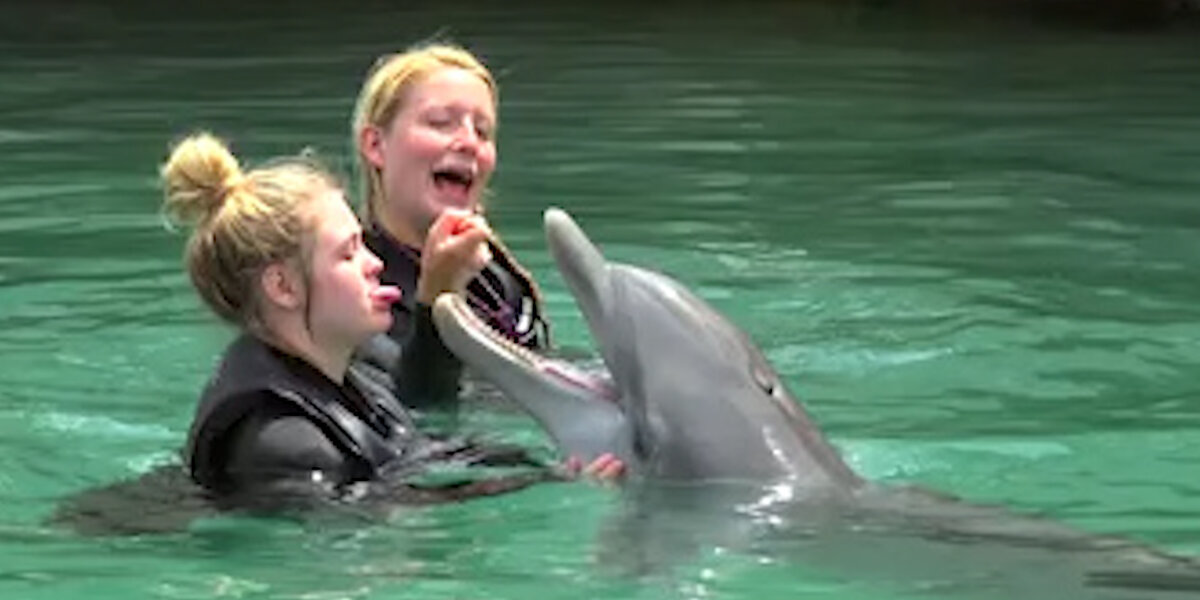 This Is Why You Should Never Swim With Dolphins - Videos - The Dodo