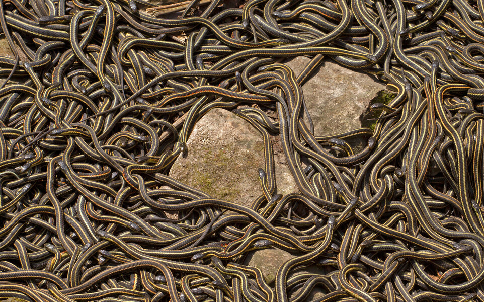 Red-Sided Garter Mating at Narcisse Snake Pits in Manitoba Videos ...