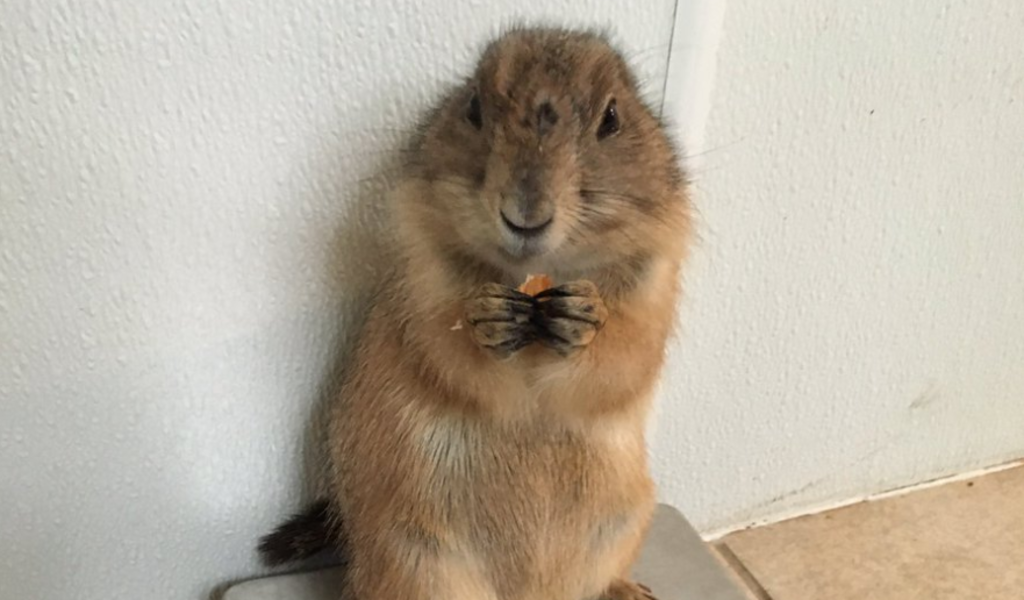 Weighing Animals Is Unbearably Charming - Thrillist