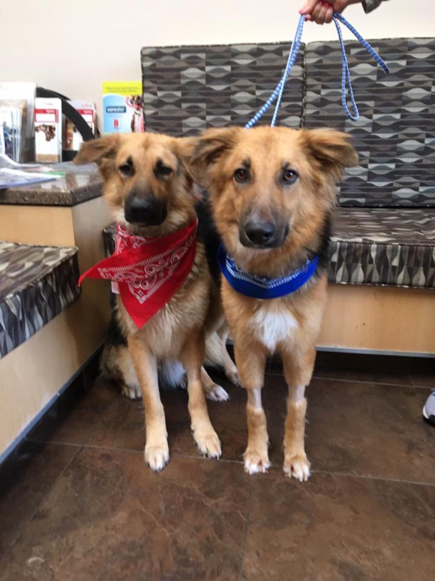 Bonded Shelter Dogs At Texas Kill Shelter Find Forever Home Together