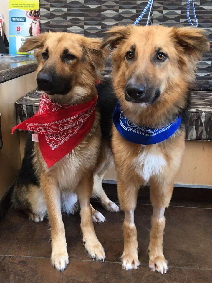 Bonded shelter dogs get adopted together