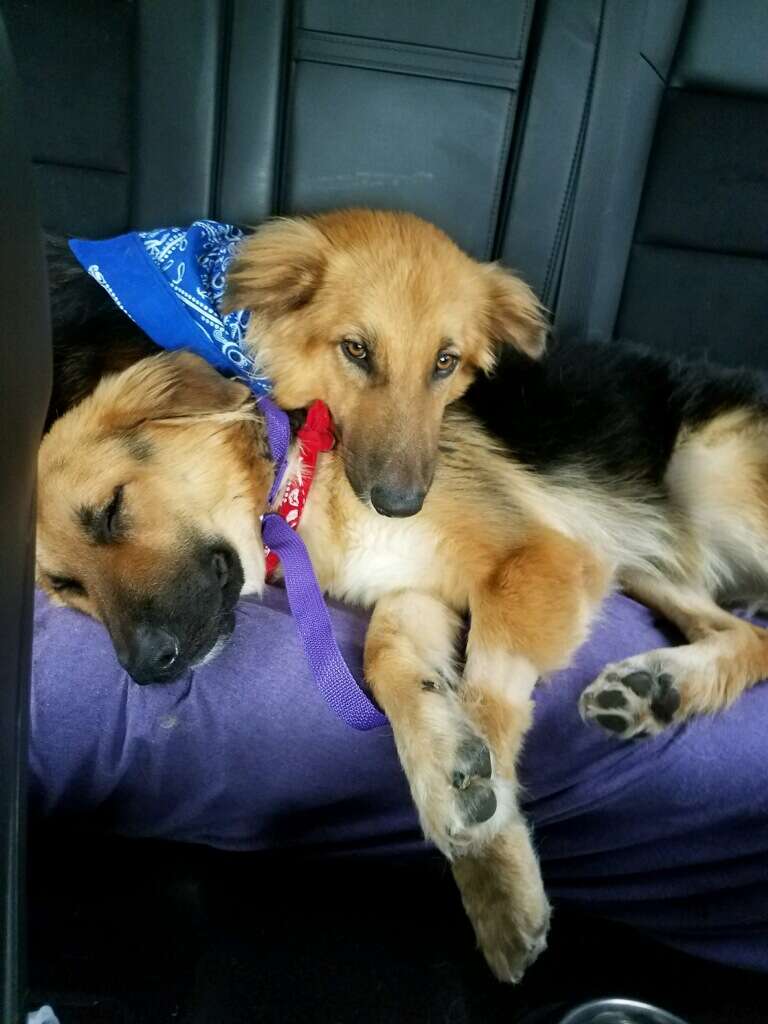 Bonded shelter dogs riding to their forever home together