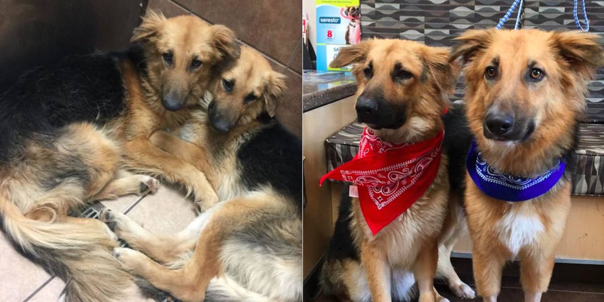 Bonded Shelter Dogs At Texas Kill Shelter Find Forever Home Together ...