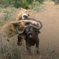 Buffalo Chase Lions Away From Their Friend