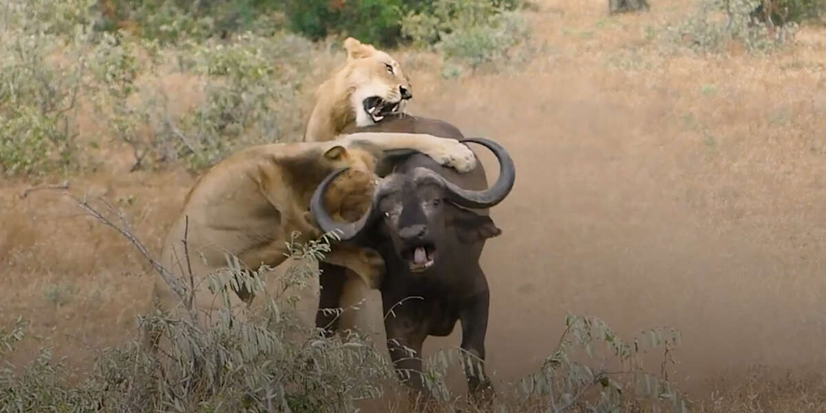 Buffalo Chase Lions Away From Their Friend Videos The Dodo