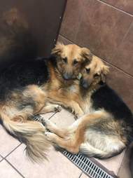 Bonded dogs at high-kill shelter in Texas