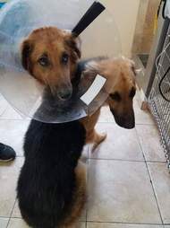 Bonded dogs at veterinarian