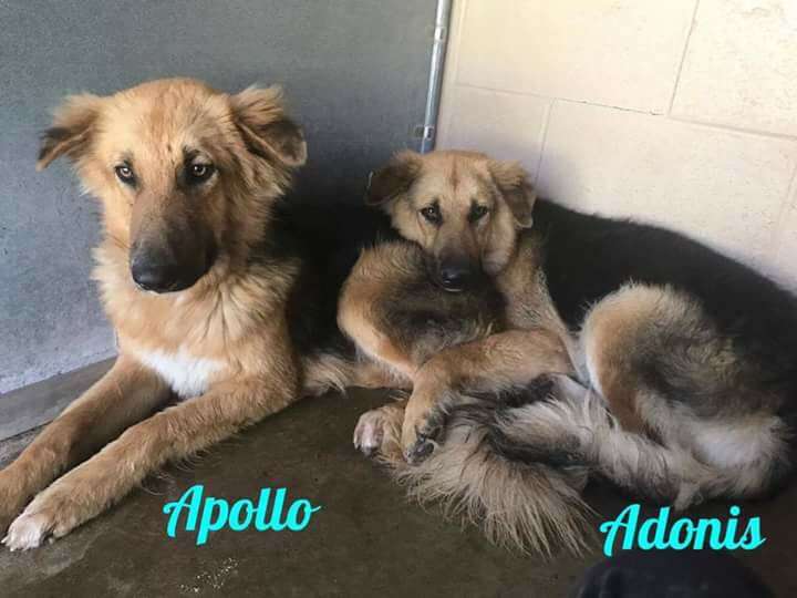 Bonded dogs saved from shelter