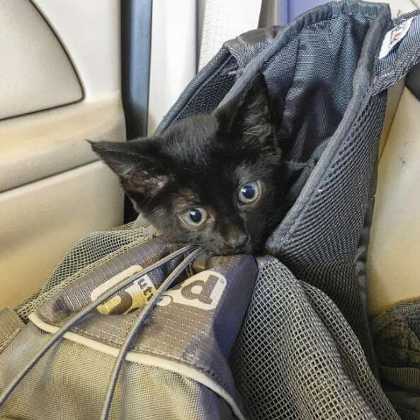 Kitten in hiking backpack