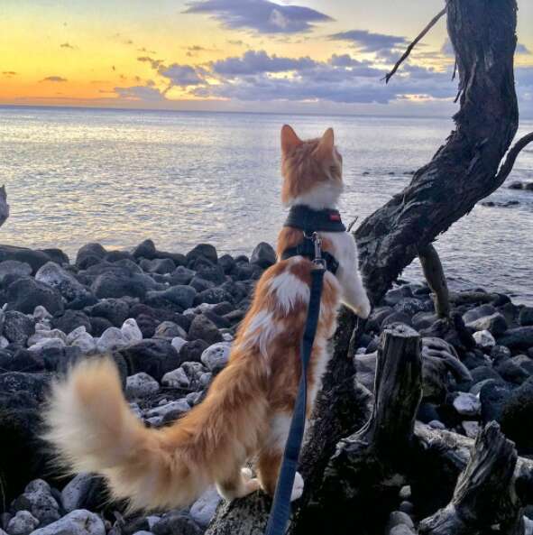 Adventure cat exploring the beach