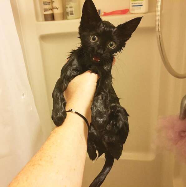 Kitten after a warm bath