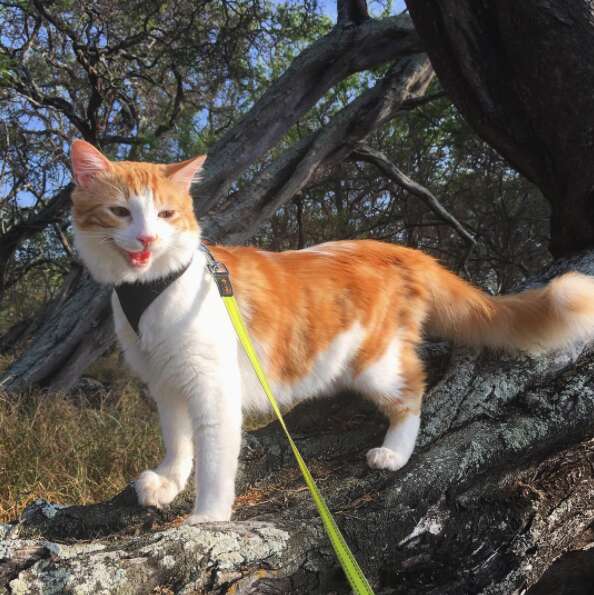 Adventure cat on harness