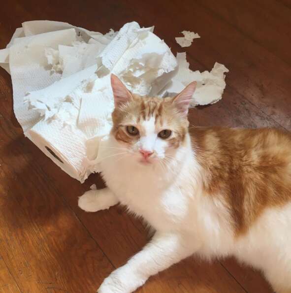 Cat with shredded paper towel