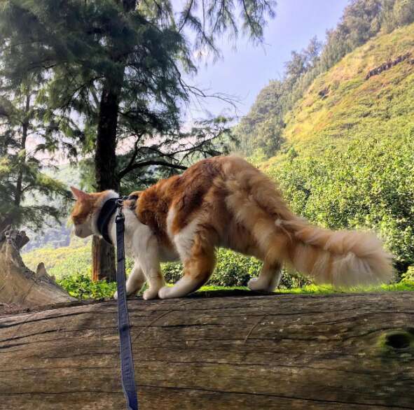 Adventure cat exploring log