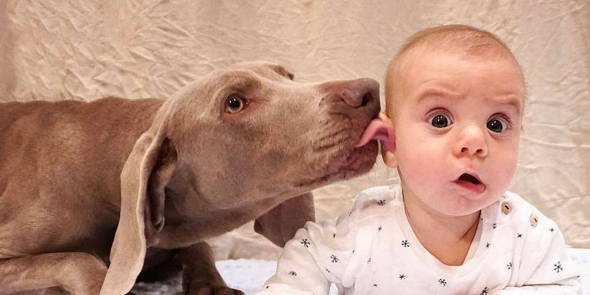 Dogs Are So In Love With Their New Baby Brother Videos The Dodo