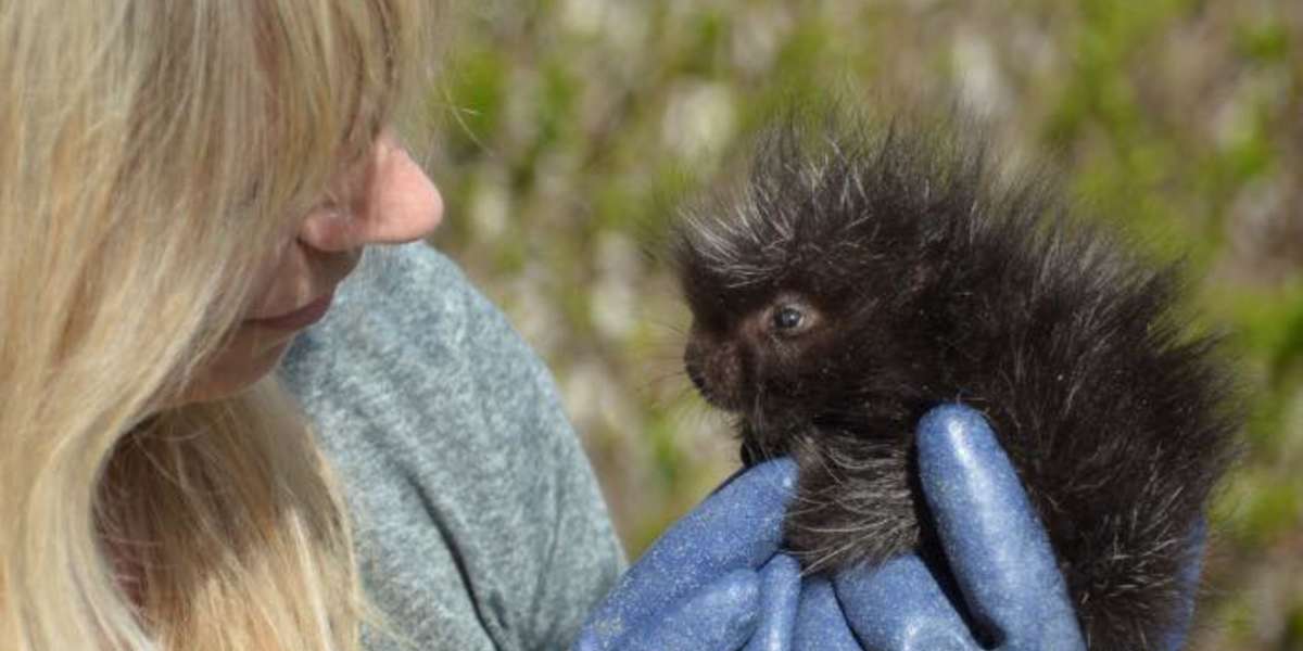 Orphaned Porcupine Is Being Raised By Wildlife Rehabilitators - The Dodo