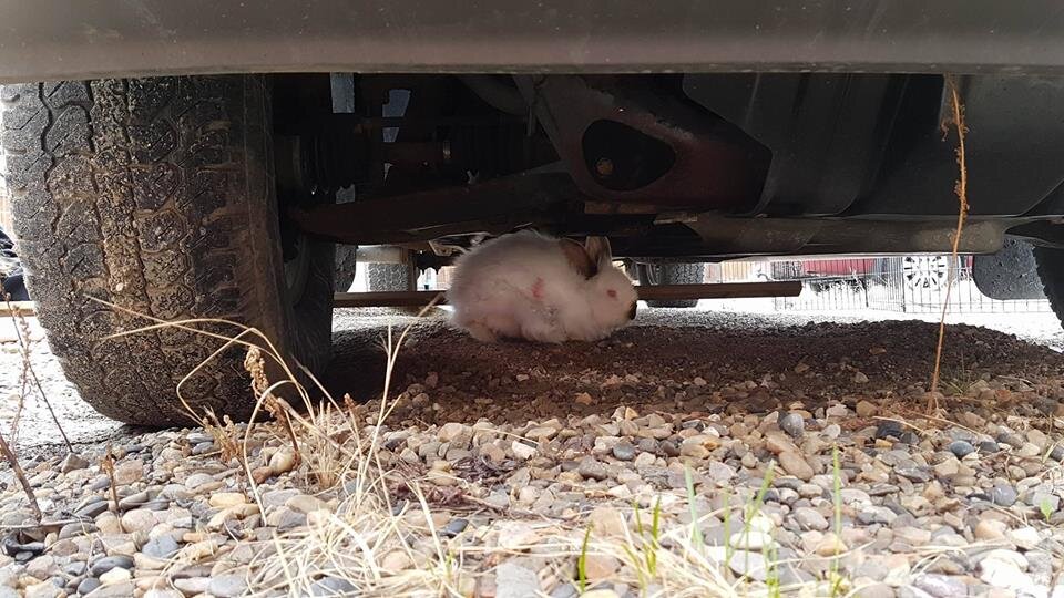 Pet Rabbit Lived Under Car For Three Days The Dodo