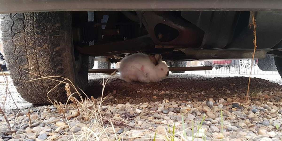 Pet Rabbit Lived Under Car For Three Days - The Dodo