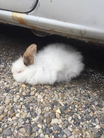 Pet Rabbit Lived Under Car For Three Days - The Dodo