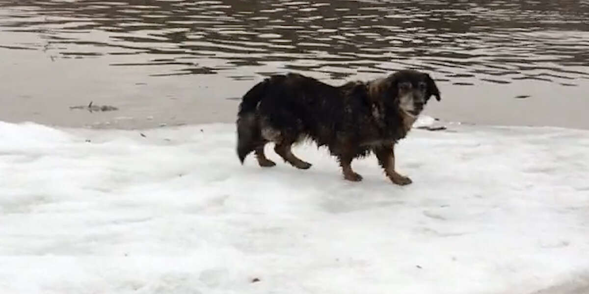 Animal Rescue Ice People Rescue Dog Stranded On Sheet Of Ice - Videos - The Dodo