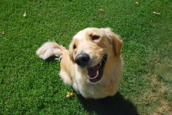 should i neuter my dog reddit