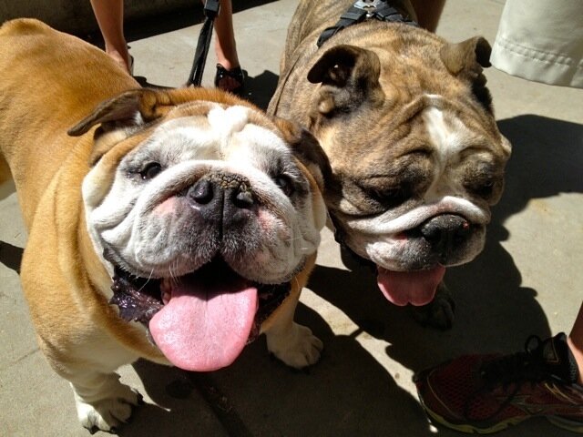 should i neuter my dog reddit