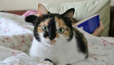 7 Myths About Spaying And Neutering Debunked The Dodo