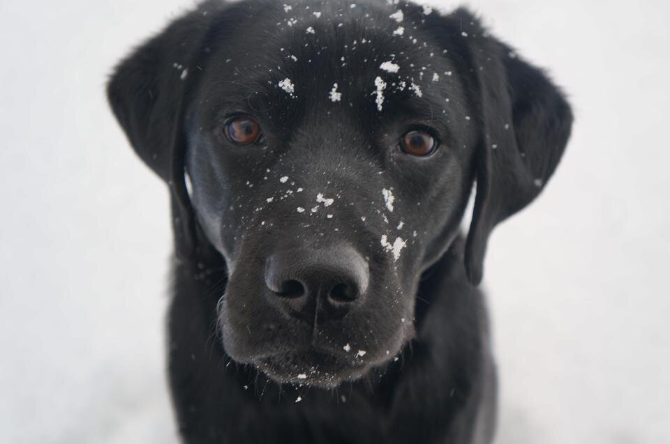 should i neuter my dog reddit