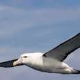 Albatross: Monarch of the Sea