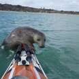 Seal Climbs Aboard Kayak, Then Slips Off Oh So Elegantly