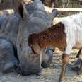 Orphaned baby rhino 'Little G' really thinks he's a lamb