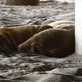 Stranded sea lion pups inundate animal rescue centre