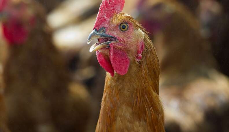 Outraged Chicken Calling Fowl on Chicken Abuse, both Illegal and Legal - The Dodo