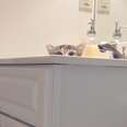 14 Cats Who Are WATCHING You