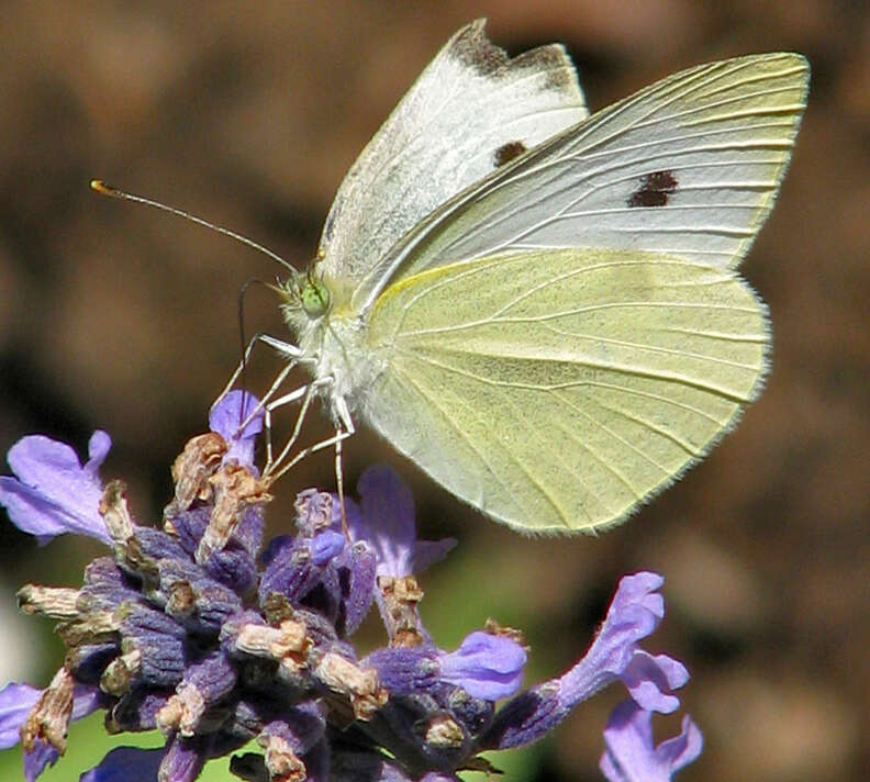 10 Facts That Will Make You Appreciate Butterflies Like Never Before ...