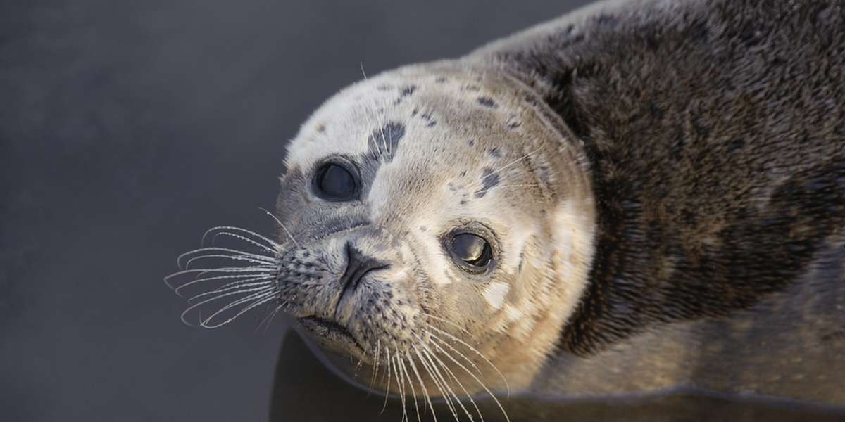 Hundreds Of U.K. Seals Killed Each Year In Secret, Brutal Cull The Dodo