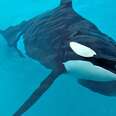 SeaWorld’s Claims About Orca Life Span Just Got Blown To Pieces